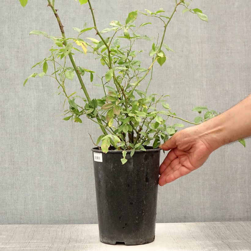Spécimen de Rosier ancien Phyllis Bide Pot de 4L/5L tel que livré en été
