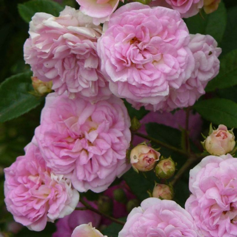 Rosier ancien Pink Ghislaine de Féligonde (Floraison)