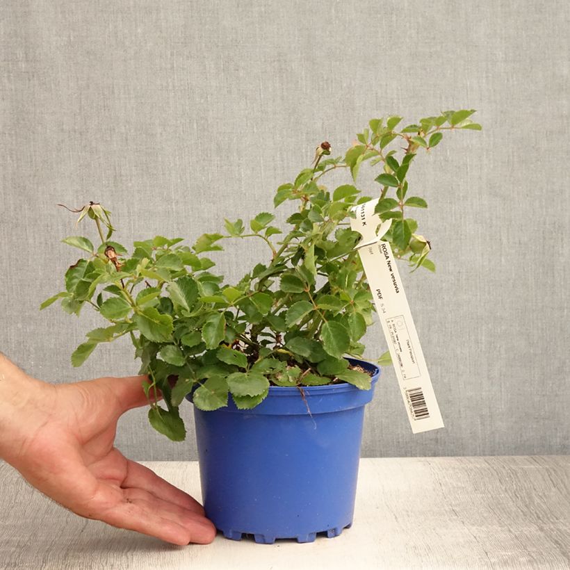 Spécimen de Rosier ancien Pink Grootendorst Pot de 4L/5L tel que livré en été