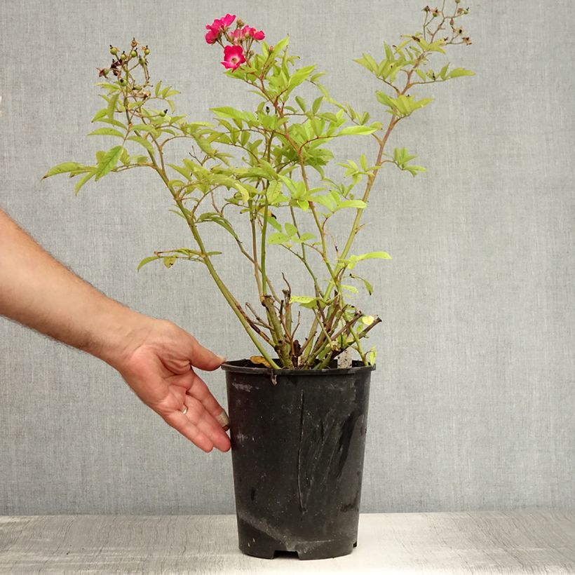 Spécimen de Rosier ancien Red Ballerina Pot de 4L/5L tel que livré en été
