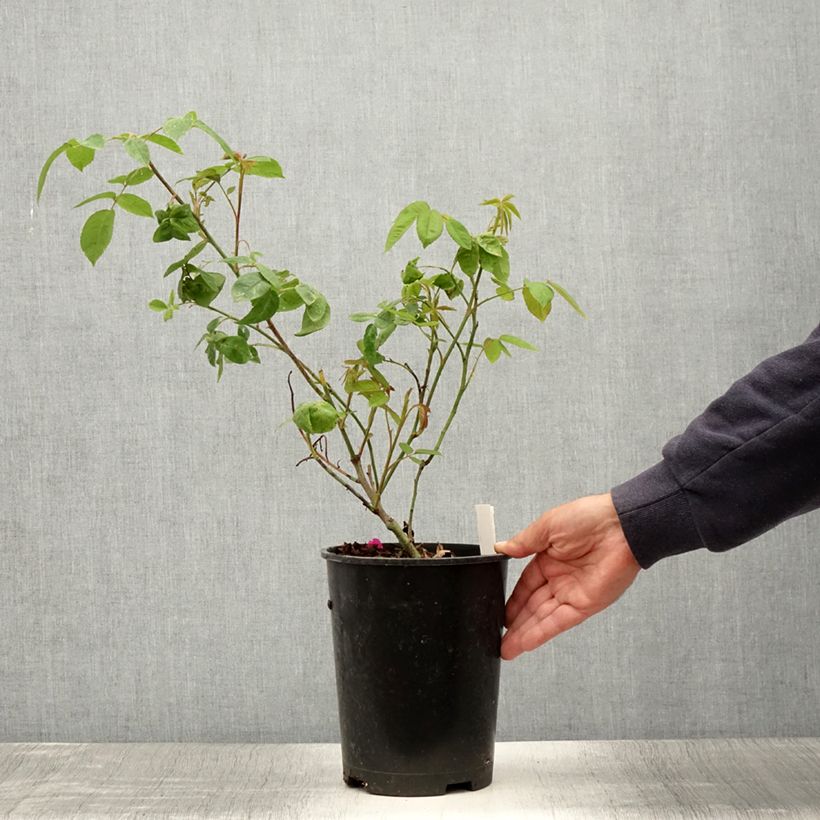 Spécimen de Rosier ancien Reine des Violettes Pot de 4L/5L tel que livré en été