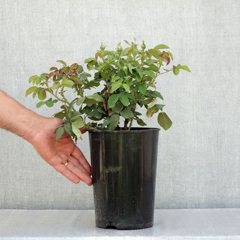Spécimen de Rosier ancien Rose de Rescht Pot de 4L/5L tel que livré en été