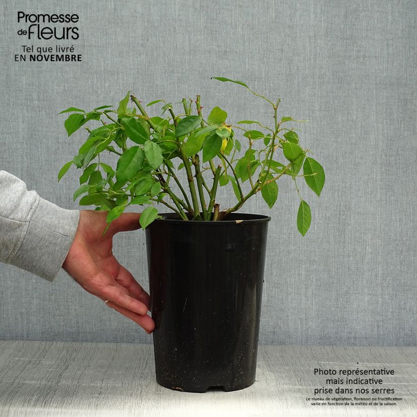 Spécimen de Rosier ancien Sally Holmes Pot de 3L/4L tel que livré en automne