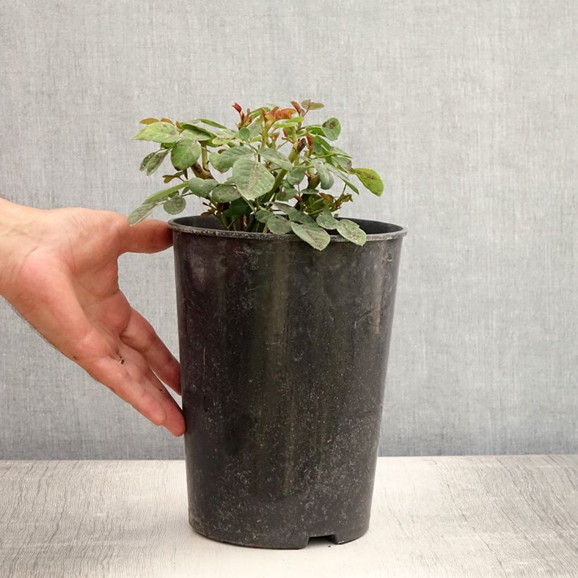 Spécimen de Rosier ancien Souvenir du Dr Jamain Pot de 4L/5L tel que livré en été