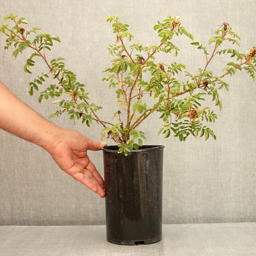Spécimen de Rosier ancien Stanwell Perpetual Pot de 4L/5L tel que livré en été