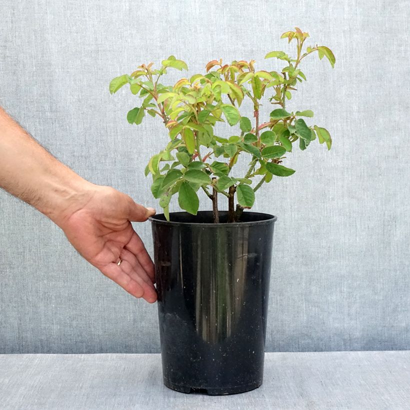 Spécimen de Rosier ancien Tuscany Superb Pot de 4L/5L tel que livré en été