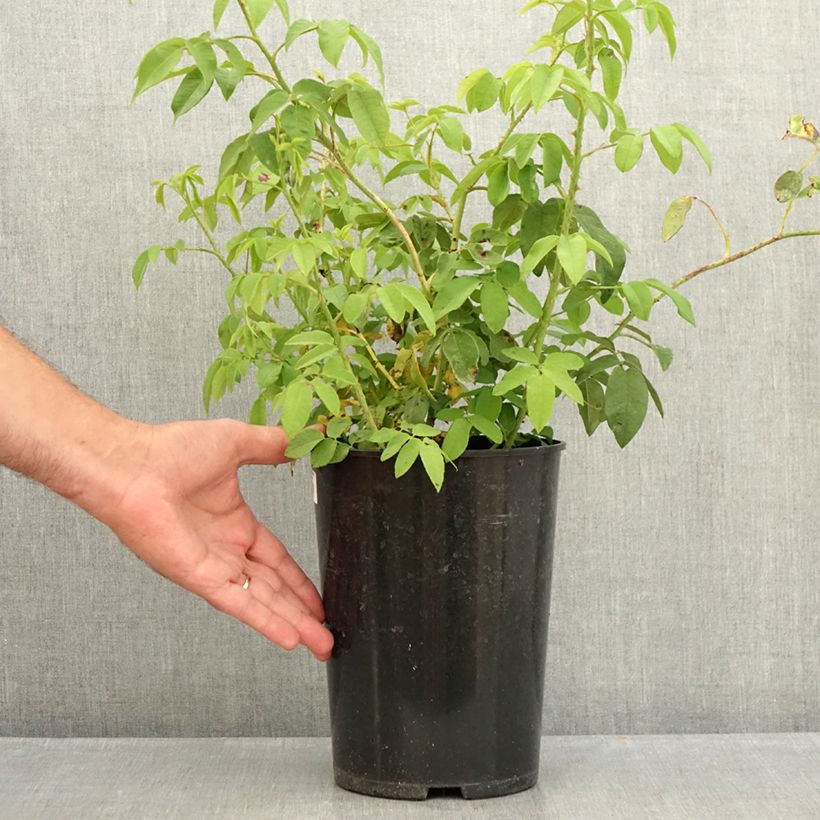 Spécimen de Rosier ancien Variegata di Bologna Pot de 4L/5L tel que livré en été