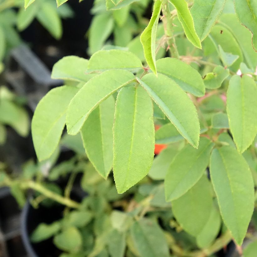 Rosier ancien Variegata di Bologna (Feuillage)