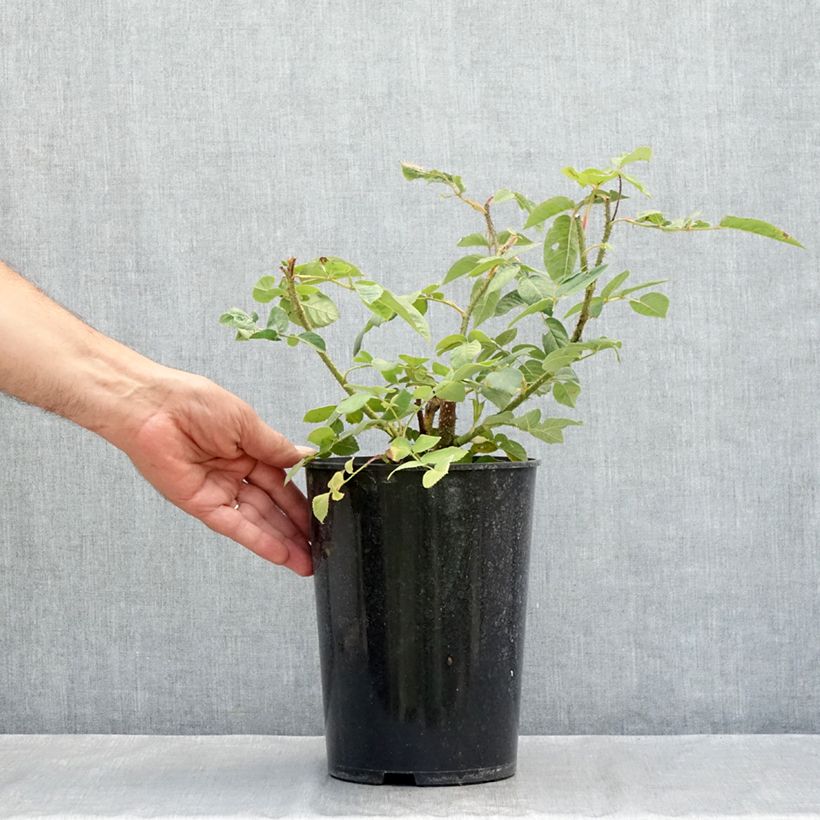 Spécimen de Rosier ancien William Lobb Pot de 4L/5L tel que livré en été