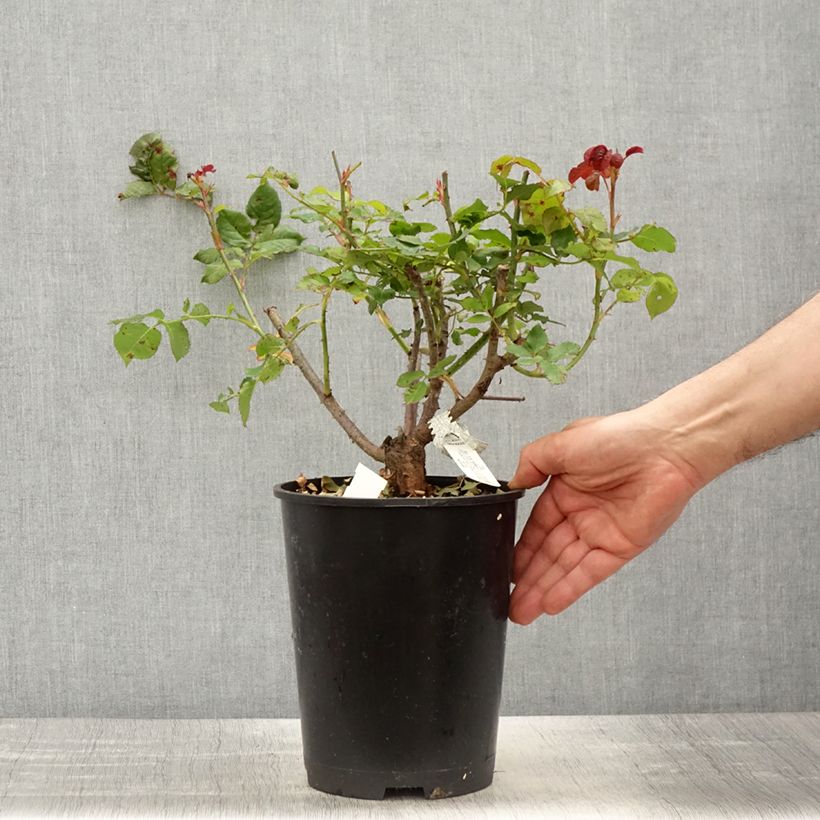 Spécimen de Rosier anglais David Austin Gabriel Oak (Auscrowd) - pot de 4L/5L tel que livré au printemps