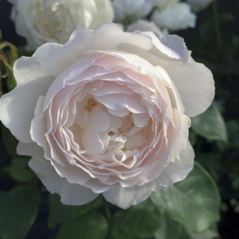 Rosier Tige David Austin Desdemona (Floraison)