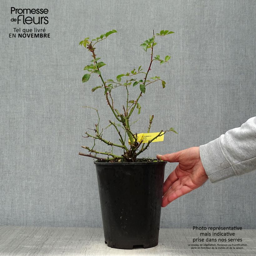 Spécimen de Rosier anglais English Legend Covent Garden Pot de 4L/5L tel que livré en automne