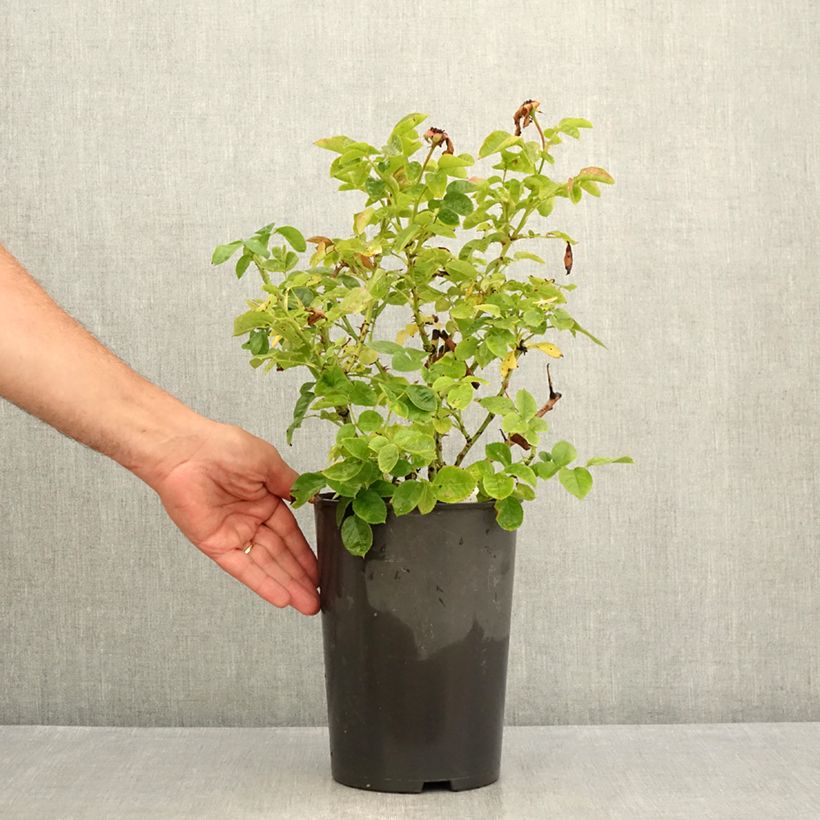 Spécimen de Rosier anglais English Legend Hamlet Pot de 4L/5L tel que livré en été