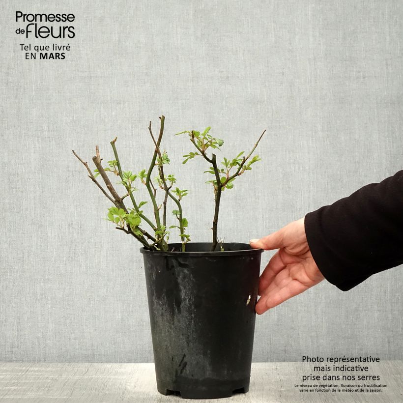 Spécimen de Rosier anglais English Legend Hyde Park - pot de 4L/5L tel que livré au printemps
