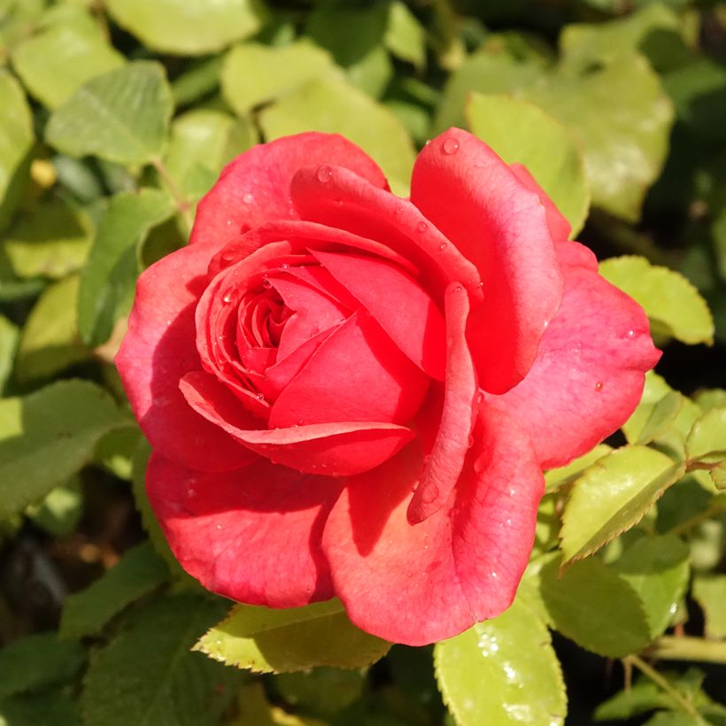Rosier anglais English Legend Sir Lancelot (Floraison)