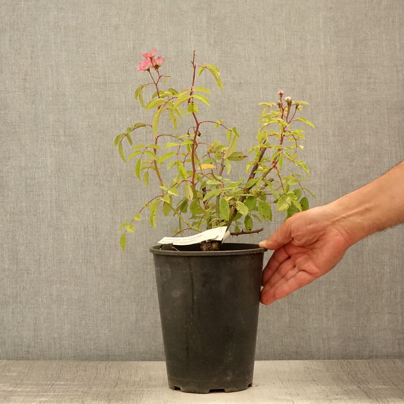 Spécimen de Rosier arbustif Alden Biesen Pot de 4L/5L tel que livré en été