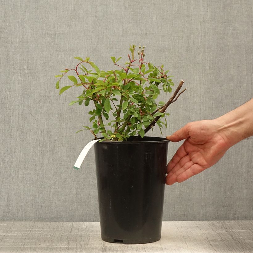 Spécimen de Rosier arbustif Alden Biesen - pot 4L/5L. tel que livré au printemps