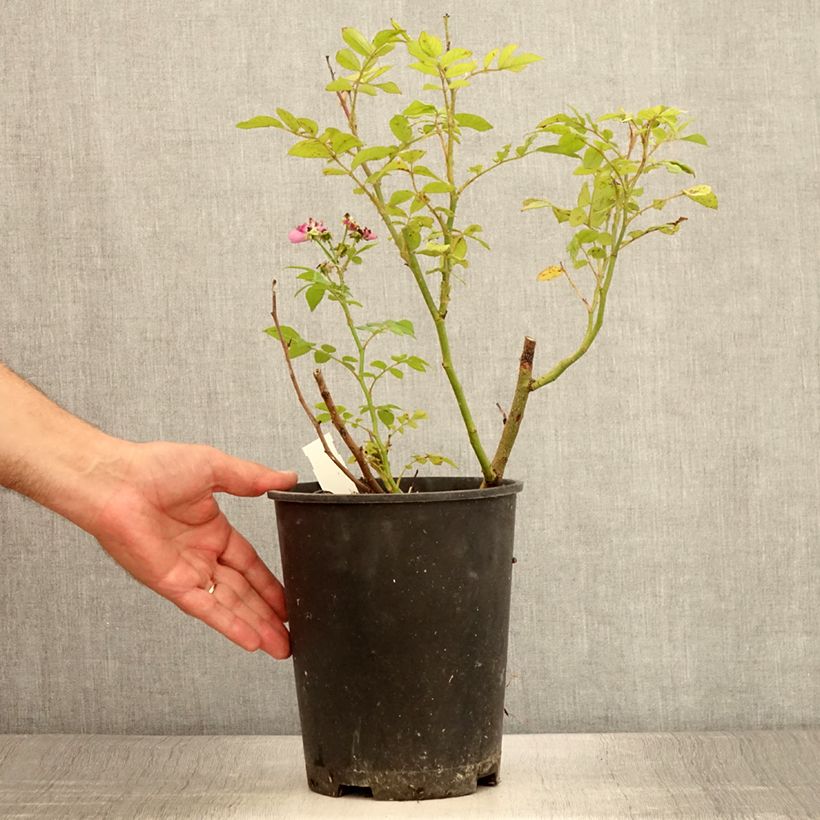 Spécimen de Rosier arbustif Allevia Pot de 4L/5L tel que livré en été