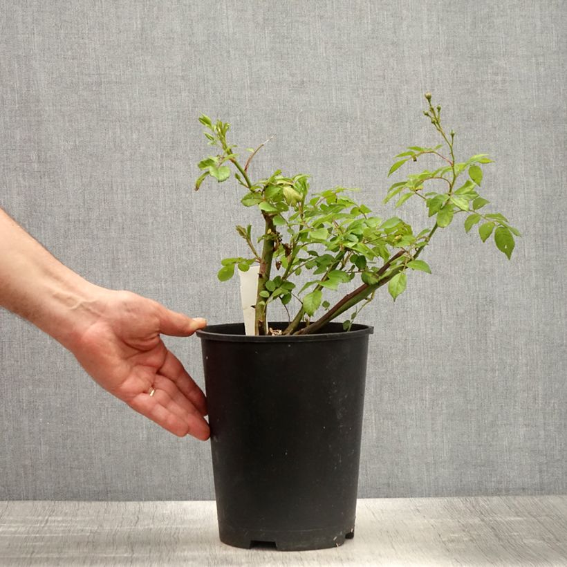 Spécimen de Rosier arbustif Allevia - Pot de 4L/5L tel que livré au printemps