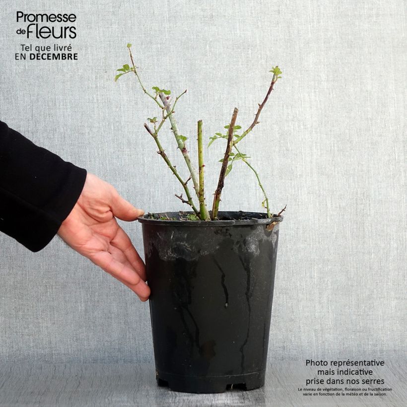 Spécimen de Rosier arbustif Annelies Pot de 4L/5L tel que livré en automne