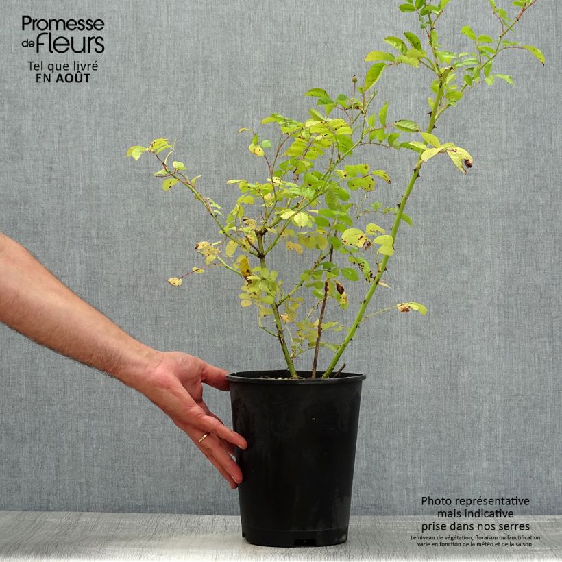 Spécimen de Rosier arbustif Annelies Pot de 4L/5L tel que livré en été