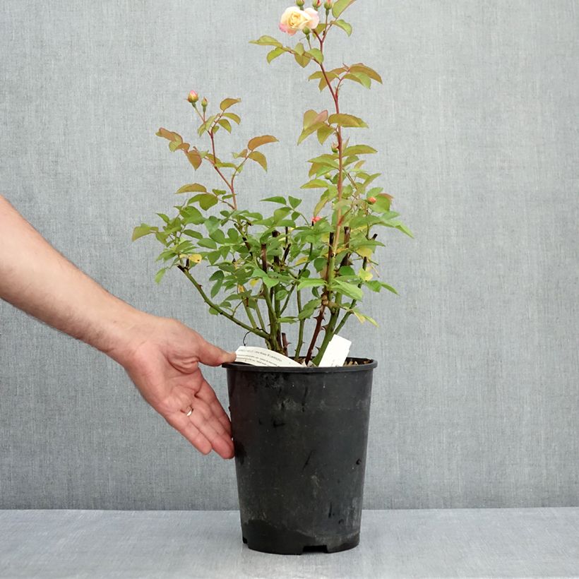 Spécimen de Rosier arbustif Apricot Bells Pot de 4L/5L tel que livré en été