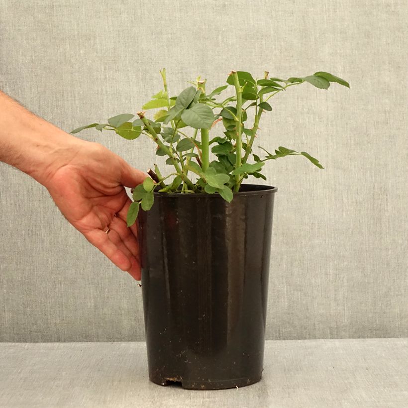 Spécimen de Rosier arbustif Astrid Lindgren Pot de 4L/5L tel que livré en été