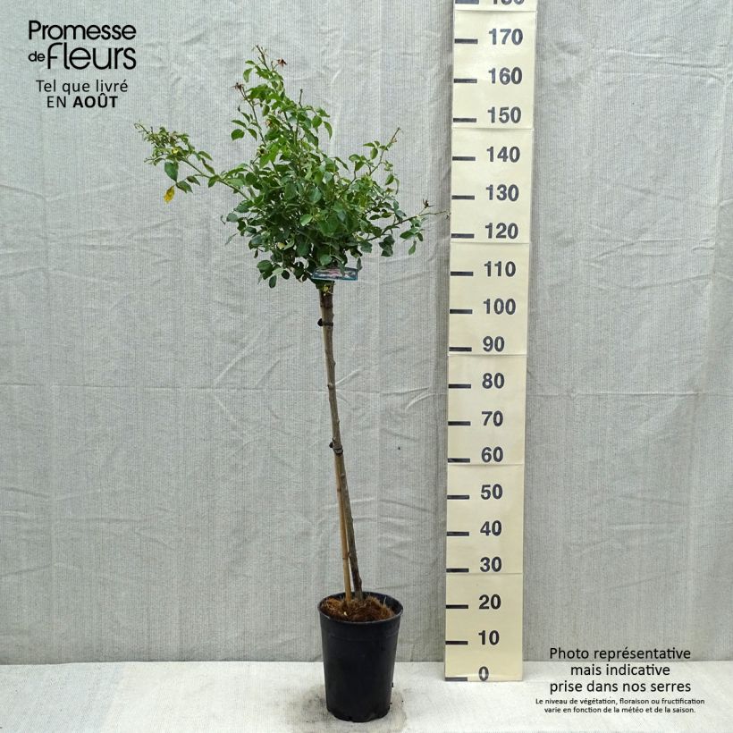 Spécimen de Rosier arbustif Bonica Pot de 4L/5L tel que livré en été