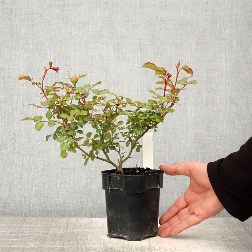 Spécimen de Rosier arbustif Bonica - Pot de 10 cm/11cm tel que livré au printemps