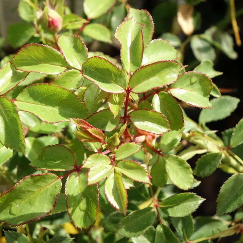 Rosier arbustif Bonica (Feuillage)