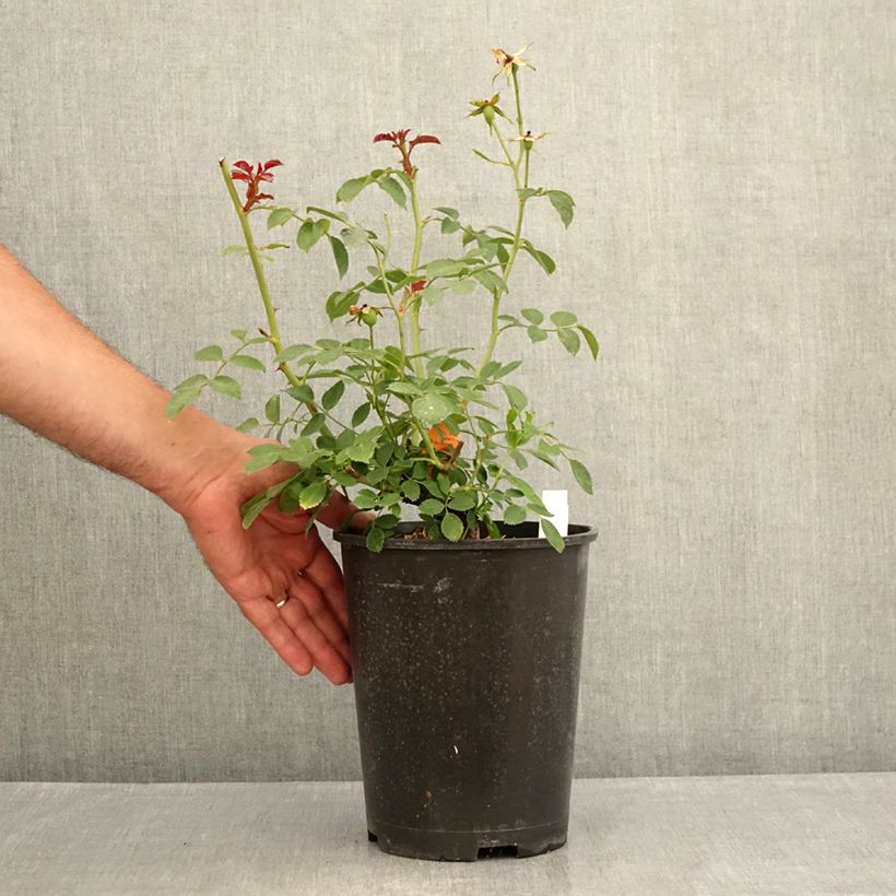 Spécimen de Rosier arbustif Bonica Pot de 3L/4L tel que livré en été