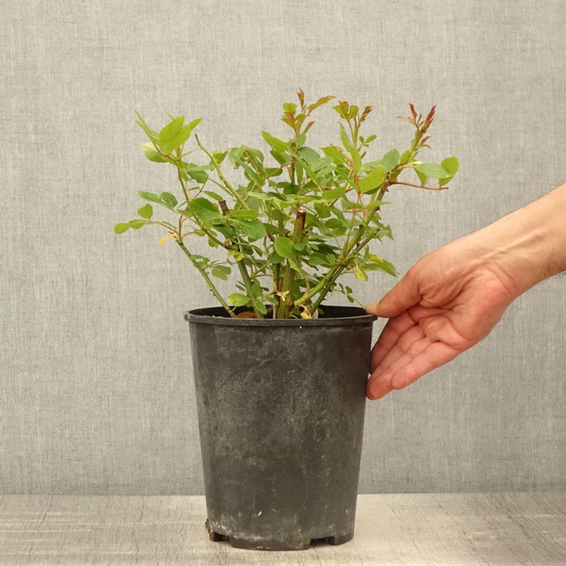 Spécimen de Rosier arbustif Bukavu - Pot de 4L/5L tel que livré au printemps