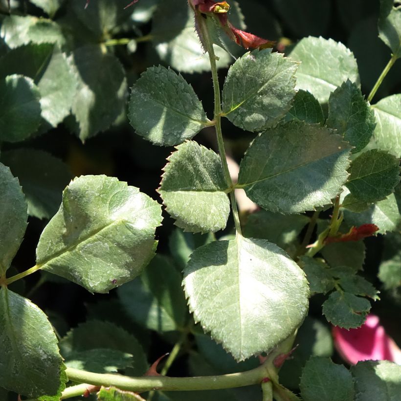 Rosier arbustif Candia Meillandecor (Feuillage)