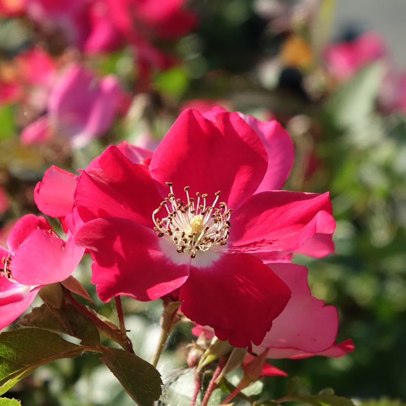 Rosier arbustif Candia Meillandecor (Floraison)