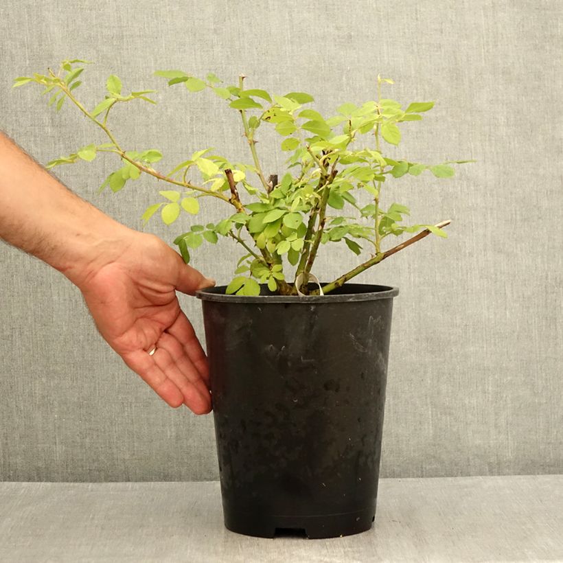 Spécimen de Rosier arbustif Chateau de Munsbach Pot de 4L/5L tel que livré en été