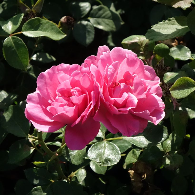 Rosier arbustif Deborah Meillandecor (Floraison)