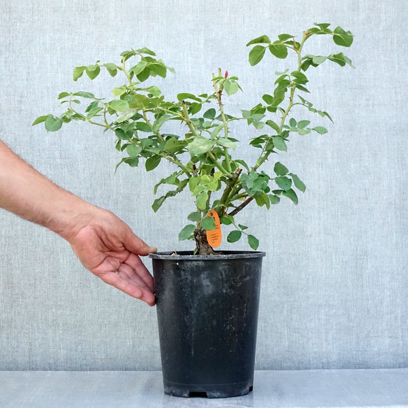 Spécimen de Rosier arbustif Deborah Meillandecor Pot de 4L/5L tel que livré en été
