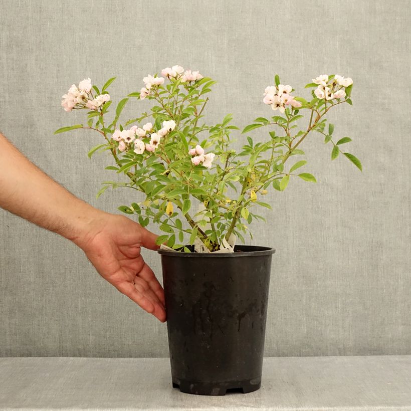 Spécimen de Rosier arbustif Diamant Rose Pot de 4L/5L tel que livré en été