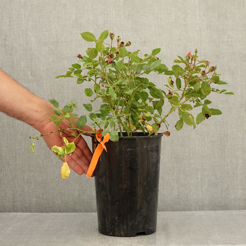 Spécimen de Rosier arbustif Douceur Normande Pot de 4L/5L tel que livré en été