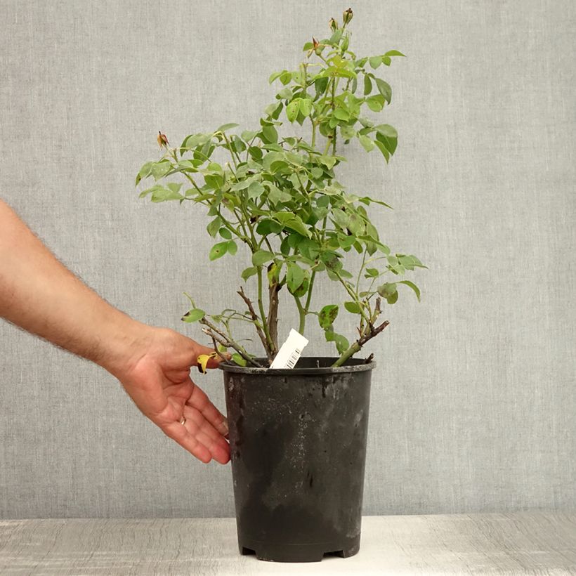 Spécimen de Rosier arbustif Escimo Pot de 3L/4L tel que livré en été