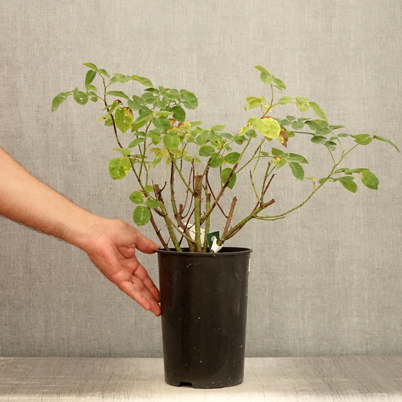 Spécimen de Rosier arbustif Etoile Pourpre Pot de 4L/5L tel que livré en été