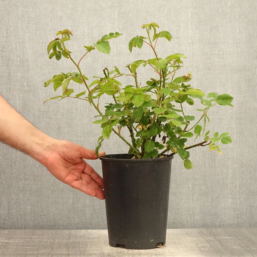 Spécimen de Rosier arbustif Etoile Pourpre - Pot de 4L/5L tel que livré au printemps