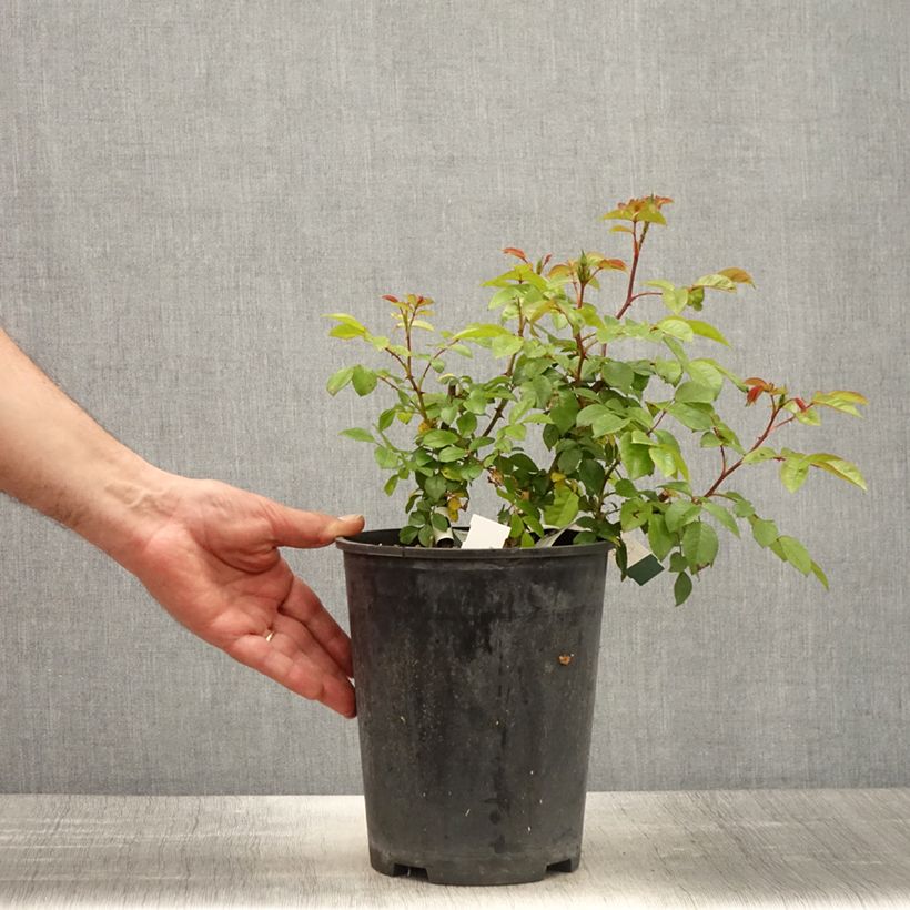 Spécimen de Rosier arbustif  Finn's Rose - Pot de 4L/5L tel que livré au printemps