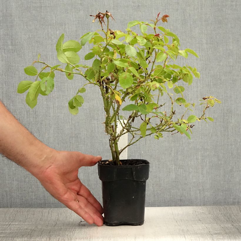 Spécimen de Rosier arbustif Friendly Pink Meissalu Pot de 10 cm/11cm, Issu de bouture tel que livré en été