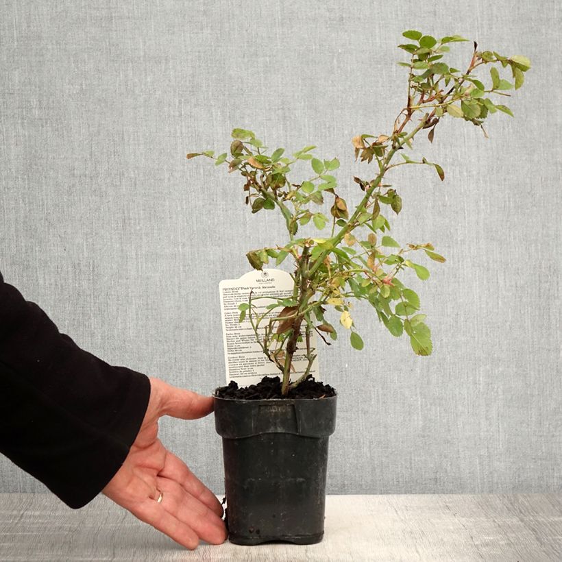 Spécimen de Rosier arbustif Friendly Pink Meissalu - Pot de 10 cm/11cm tel que livré au printemps