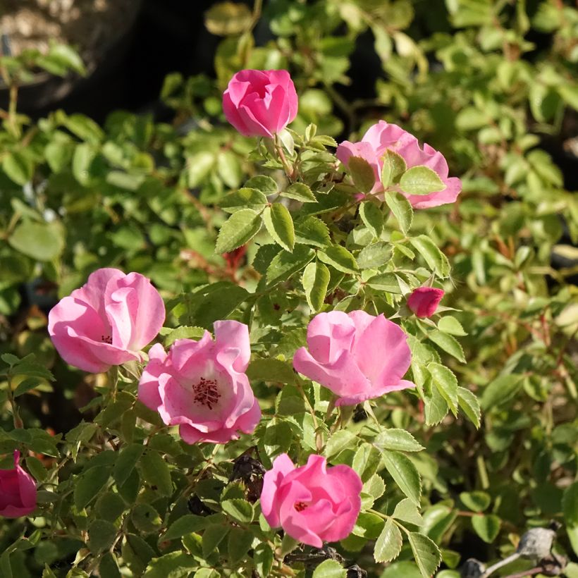Rosier arbustif Friendly Pink Meissalu (Floraison)
