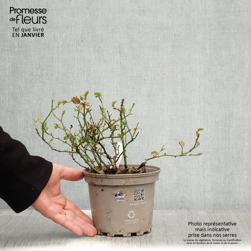 Spécimen de Rosier arbustif Friendly Pink Meissalu - Pot de 2L/3L tel que livré en hiver