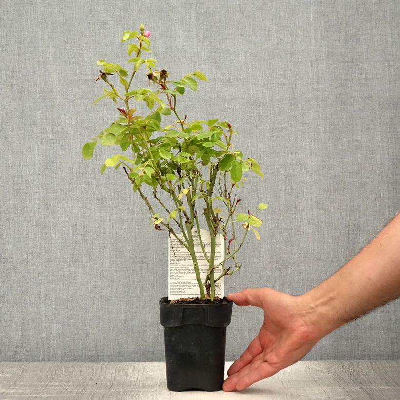 Spécimen de Rosier arbustif Friendly Purple Meicosme Pot de 10 cm/11cm, Issu de bouture tel que livré en été