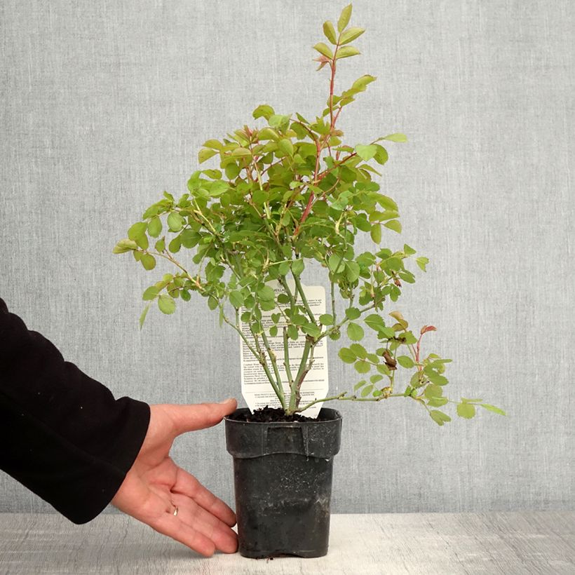 Spécimen de Rosier arbustif Friendly Purple Meicosme - Pot de 10 cm/11cm tel que livré au printemps