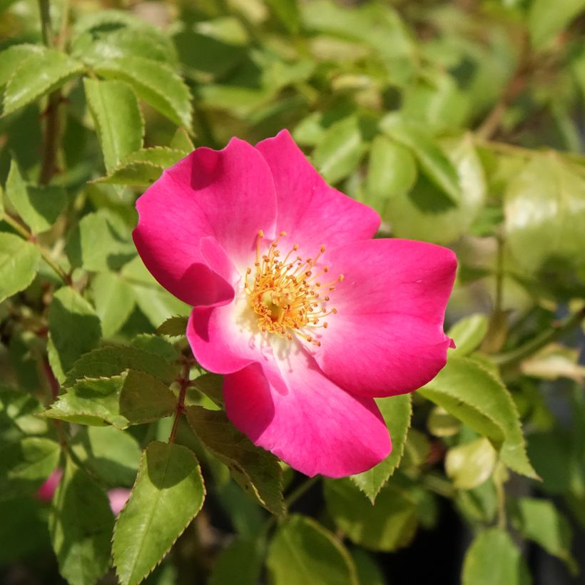Rosier arbustif Friendly Purple Meicosme (Floraison)
